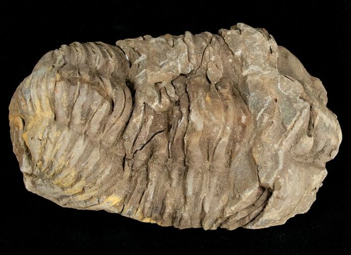 Calymene Trilobite From Morocco - Large Size #11604